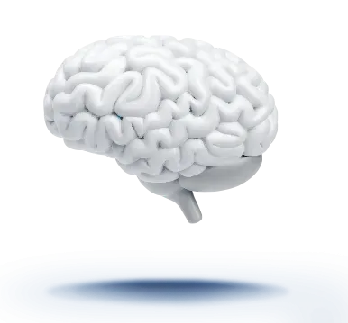 Imagen de un cerebro